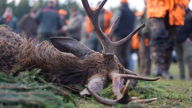 Michigan hunting fee hike: Senate approves increase to cost of license