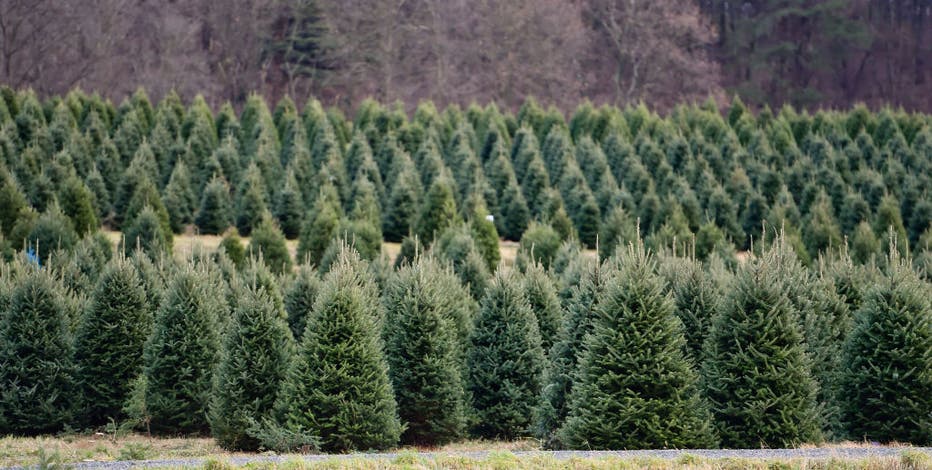How to dispose of your Christmas tree in Metro Detroit
