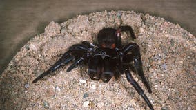 Australian researchers discover the largest specimen of the world’s most venomous spider