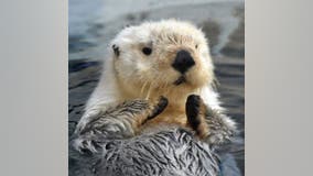 Detroit zoo euthanizes beloved sea otter after sudden illness