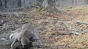 Wild cougar in Michigan's U.P. caught on trail camera hunting deer, dragging carcass away