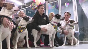 Six pups get 1st birthday party waiting to be adopted at Macomb County Animal Control