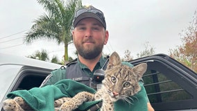 Florida deputy rescues injured bobcat without becoming lunch