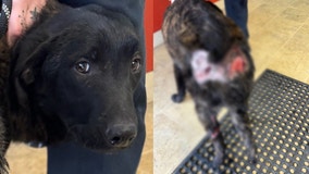 Dog brought to Metro Detroit shelter in 'horrific condition'; reward offered for information