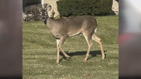 Birmingham woman left to handle dead deer in backyard, city says they cannot help