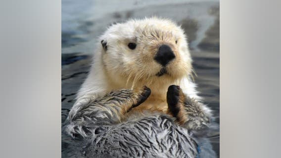 Detroit zoo euthanizes beloved sea otter after sudden illness