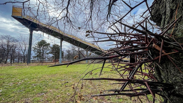 Belle Isle tree's evolutionary secret is one half of ancient animal relationship