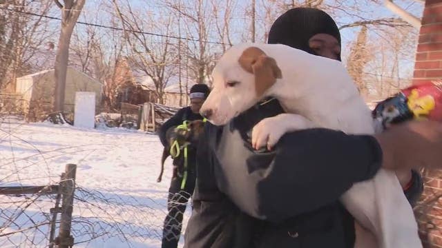 Freezing temperatures are lethal for dogs left outside - and illegal