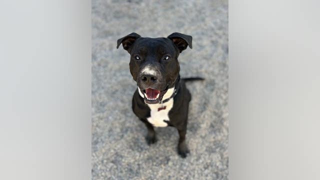 Detroit Dog Rescue in desperate need of fosters to make room for pets left in cold