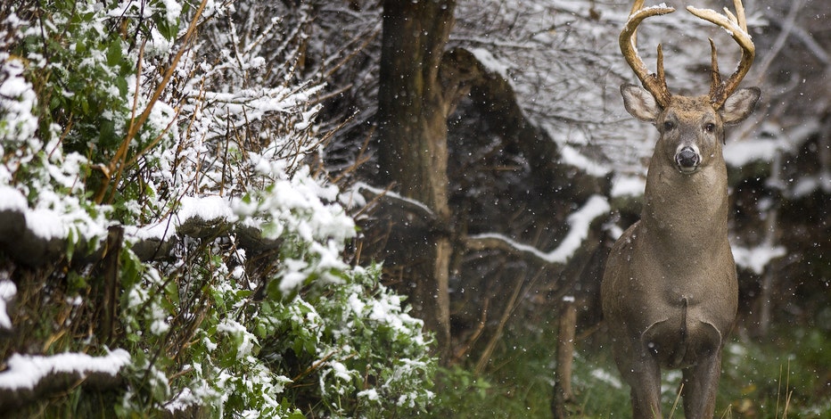 DNR launches Deer Management Initiative to boost harvest and hunter numbers