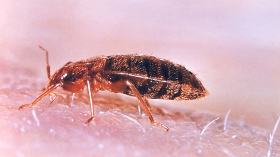 FILE - Common bedbug. (Photo by Smith Collection/Gado/Getty Images)
