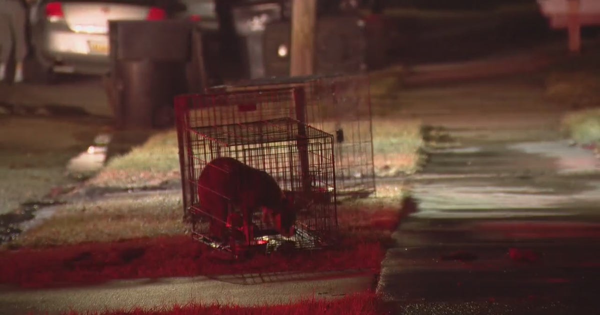 Dogs, iguanas, alligator rescued from Detroit house fire | FOX 2 Detroit