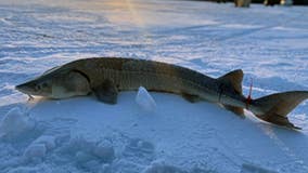 DNR cancels Black Lake sturgeon season for the first time, due to mild temperatures