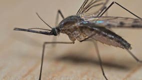 West Nile Virus reported in Macomb County for first time in 2024