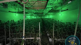 Large-scale marijuana grow operation in Highland Park busted by police