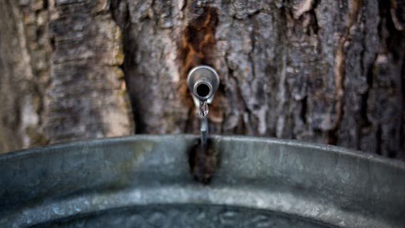 Michigan maple syrup: Go behind the scenes of the syrup-making process at Huron-Clinton Metroparks