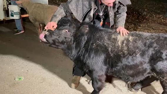 Stolen farm animals found safe in Detroit; goat and calf still missing