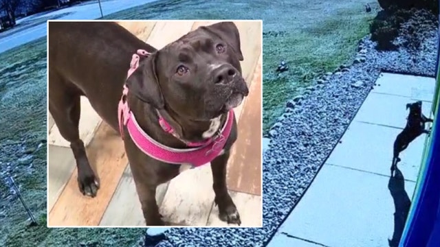 Dog runs to Troy doggy daycare for help after car crash