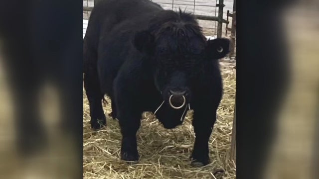 Bull, sheep, and goat stolen from Detroit farm: 'Just what the heck'