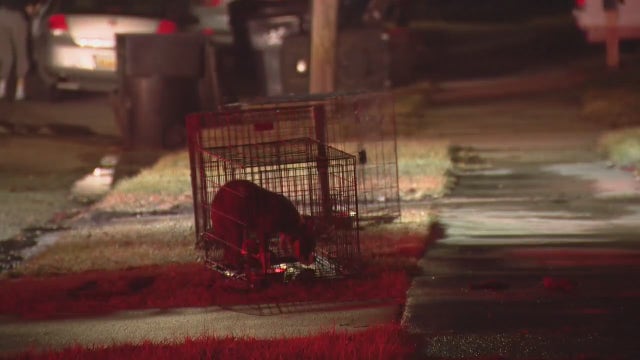 Dogs, iguanas, alligator rescued from Detroit house fire