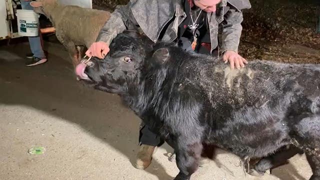 Stolen farm animals found safe in Detroit; goat and calf still missing