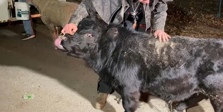 Stolen farm animals found safe in Detroit; goat and calf still missing