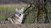 Commission restricts coyote hunting season in Michigan