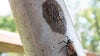 Invasive spotted lanternfly found in Wayne County as pest continues to spread in Michigan