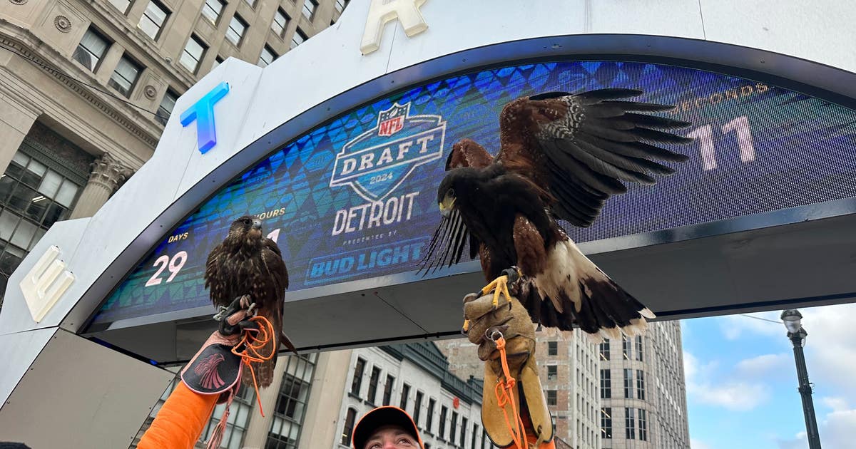 Nfl Poop Poop patrol ahead of NFL Draft: Hawk, falcon used to keep downtown ...