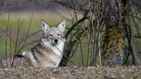 Restriction on coyote hunting season in Michigan challenged in court