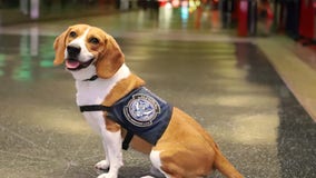 Hemi, the Detroit U.S. Customs-sniffing K-9 who uncovered illegal bushmeat retires