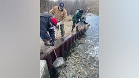 Thousands of trout stocked in Southeast Michigan rivers, pond