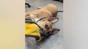 Dog in Metro Detroit shelter for nearly 300 days needs a home