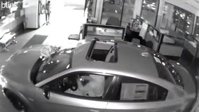 VIDEO: Suspects steal 2 Dodge Charger Scat Packs from Monroe County car dealership showroom