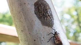 Spotted Lanternfly confirmed in Wayne County as invasive pest's presence grows in Michigan