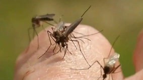 Mosquitoes could arrive early this year due to warm weather in Michigan