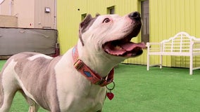 Dog spends over 1,300 days in Warren shelter, in need of forever home