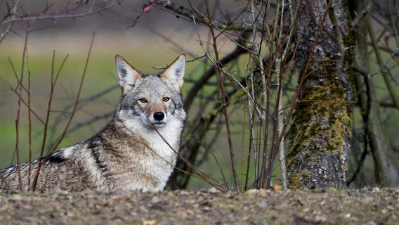 Restriction on coyote hunting season in Michigan challenged in court