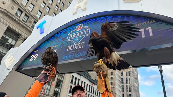 Poop patrol ahead of NFL Draft: Hawk, falcon used to keep downtown Detroit clean