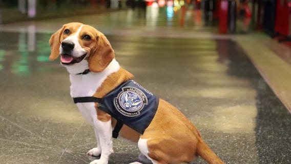 Hemi, the Detroit U.S. Customs-sniffing K-9 who uncovered illegal bushmeat retires