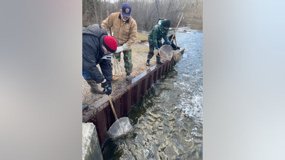 Thousands of trout stocked in Southeast Michigan rivers, pond