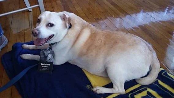 Ann Arbor paranormal convention raises money for shelter animals