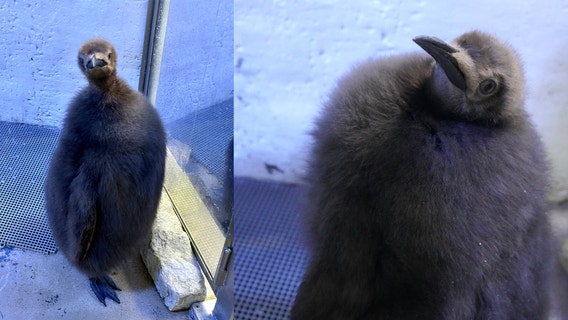 Detroit Zoo introduces king penguin that hatched last summer