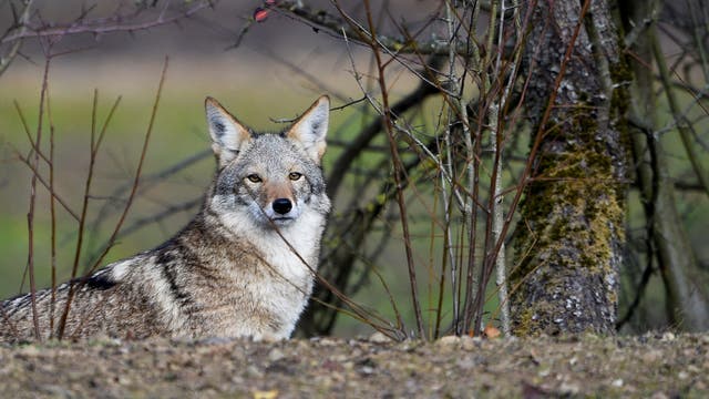 Restriction on coyote hunting season in Michigan challenged in court