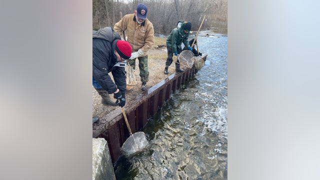 Thousands of trout stocked in Southeast Michigan rivers, pond