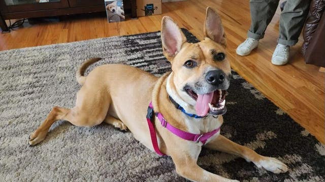 Dog that spent nearly 300 days in shelter finally adopted