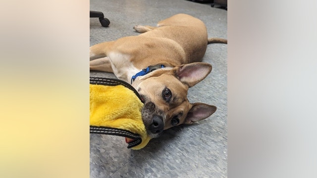 Dog in Metro Detroit shelter for nearly 300 days needs a home
