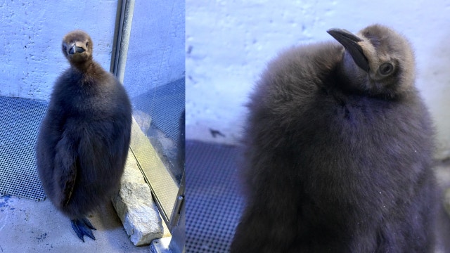 Detroit Zoo introduces king penguin that hatched last summer