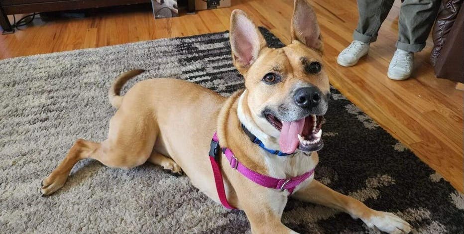 Dog that spent nearly 300 days in shelter finally adopted