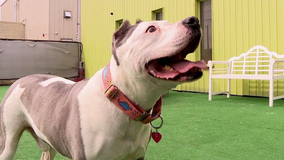 Dog spends over 1 300 days in Warren shelter in need of forever home